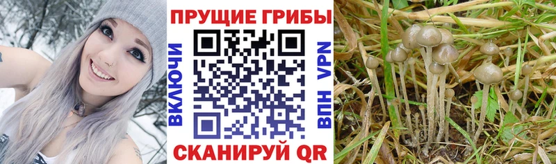 Псилоцибиновые грибы Magic Shrooms  ОМГ ОМГ зеркало  Оха 